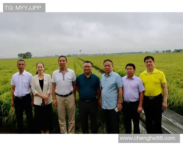 大米种植技术创新与可持续发展路径探索分析